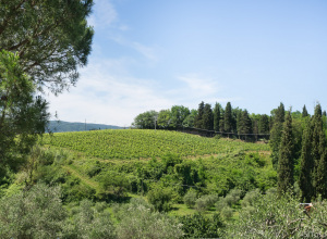 image8 Terre Di Toscana