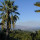 il ciliegio dell etna