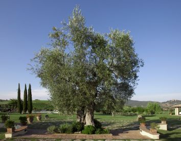 il casale degli olivi 