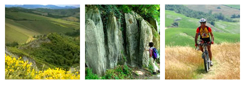 La Corolla delle Ginestre