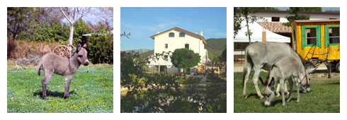 Alla ricerca dell’Asino d’Oro…