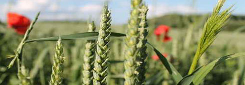 Vacanze di Pasqua in agriturismo: più prenotazioni brevi