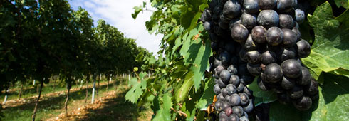 Aspettando la vendemmia