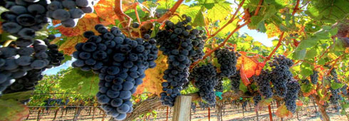 Corso di export vinicolo in Toscana