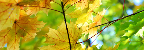 Sfumature d’autunno: luoghi da scoprire con i cinque sensi