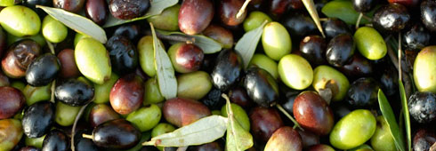 Oro Verde e Nettare di Bacco: le giornate dedicate ai frantoi e alle cantine aperte