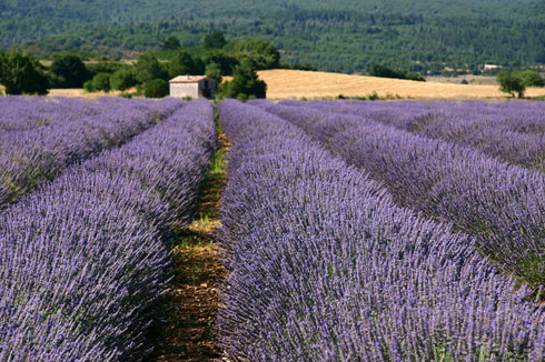 lavanda_aromaterapia