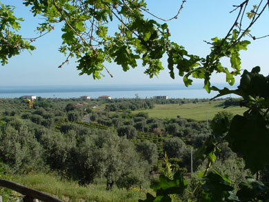 Agriturismo Il Colle degli Ulivi