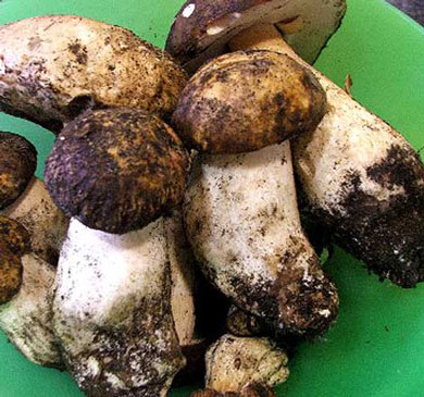 Funghi, zucca e castagne… sagre d’autunno per i golosi!