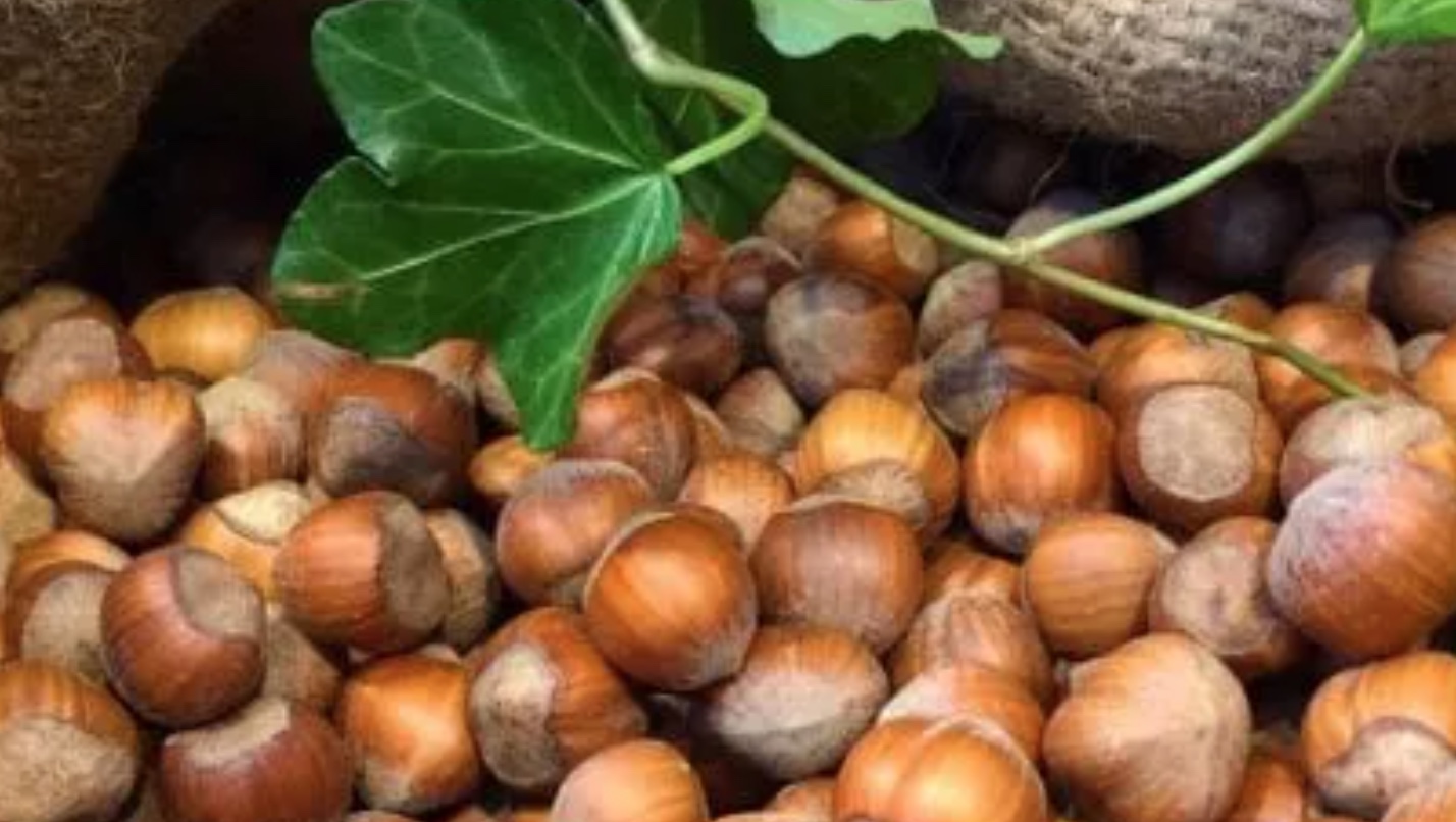 Le deliziose nocciole del Piemonte