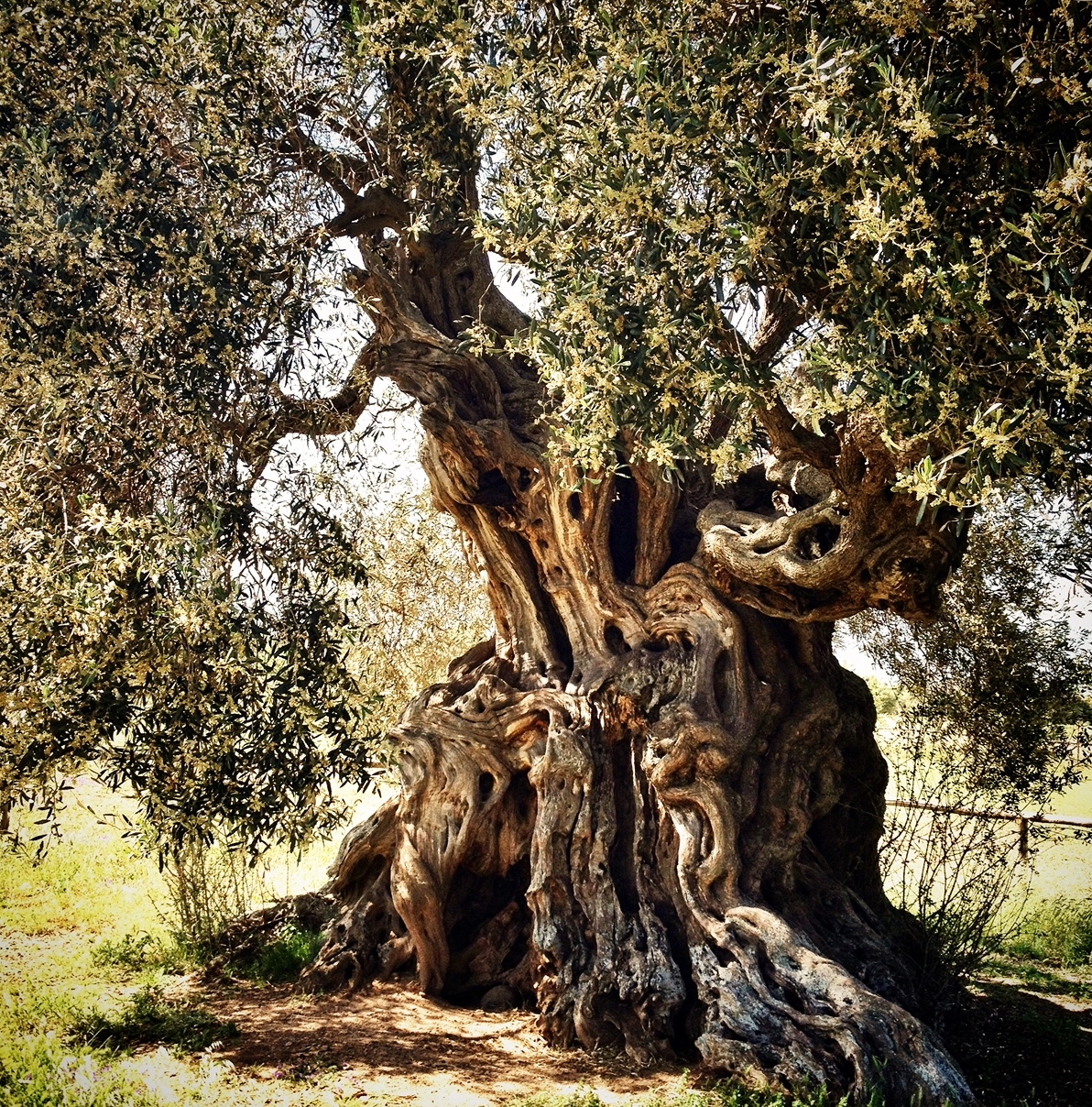 “Sa Reina” un ulivo antichissimo