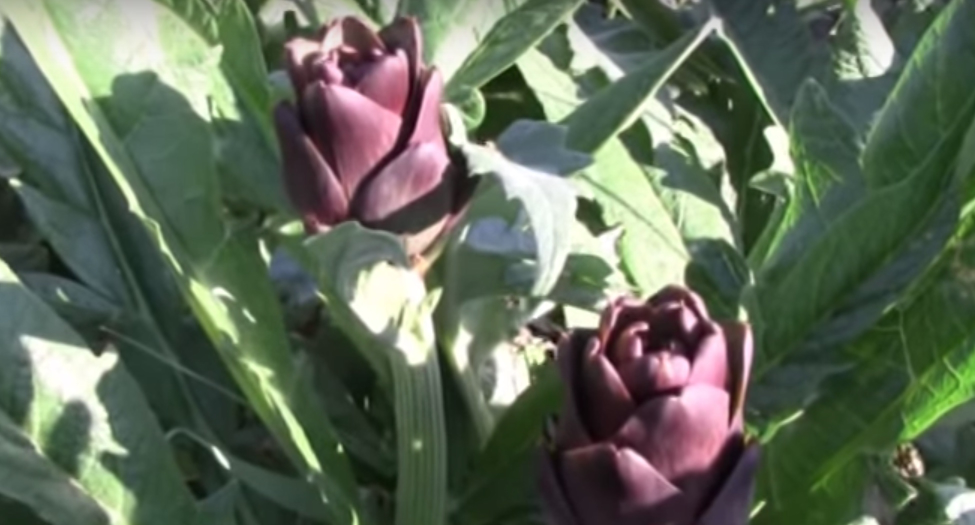 Alla scoperta del Carciofo violetto di Sant’Erasmo