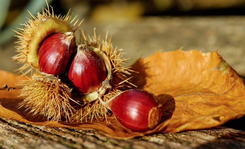 Le castagne: un frutto autunnale da scoprire e gustare