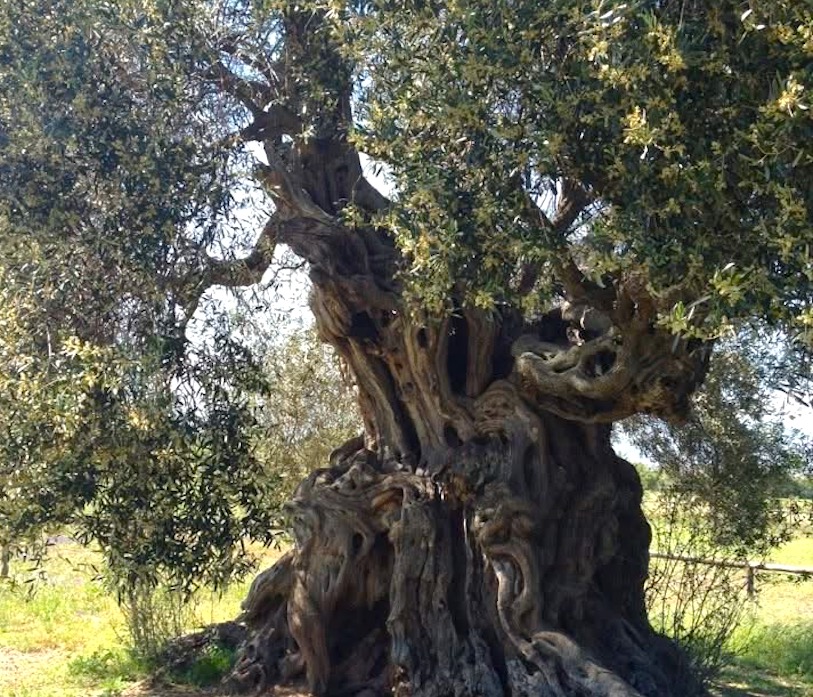 Sa Reina: l’ulivo millenario che racconta la storia del Sulcis