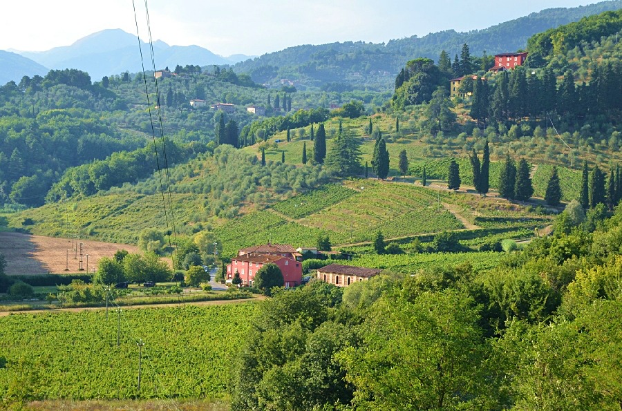 Agriturismo Le Murelle: un angolo di pace tra gli ulivi delle colline lucchesi