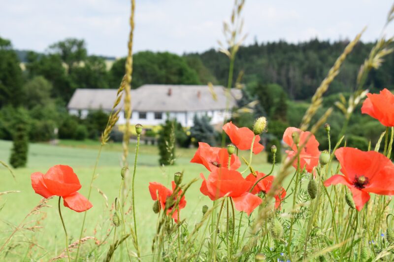 coernl-poppies-4401913