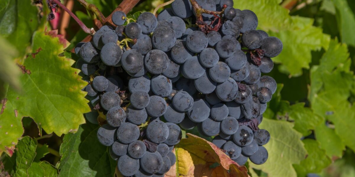Vendemmia in agriturismo: quando andare e cosa si fa