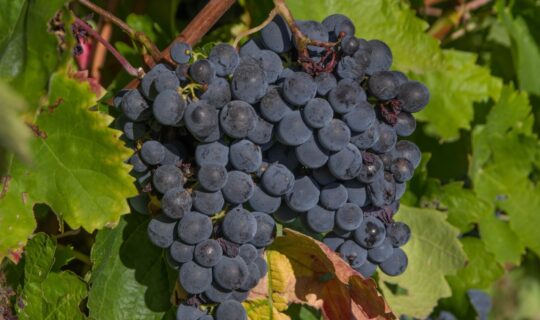 Vendemmia in agriturismo: quando andare e cosa si fa