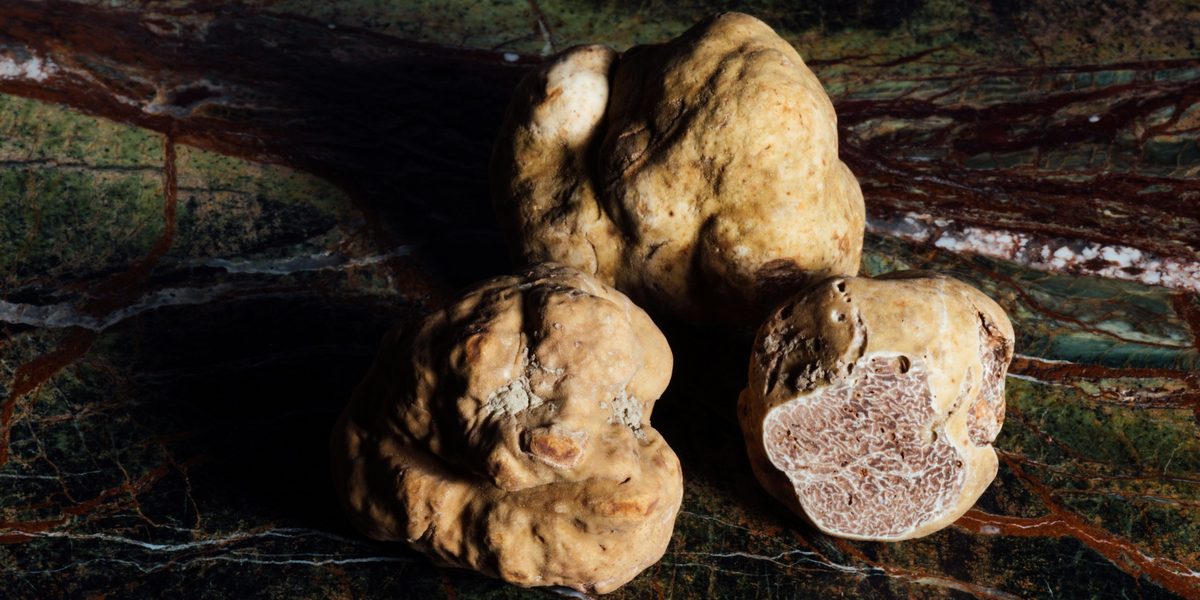 Tartufo bianco 2026: fiere di Alba, San Miniato e Acqualagna e dove dormire