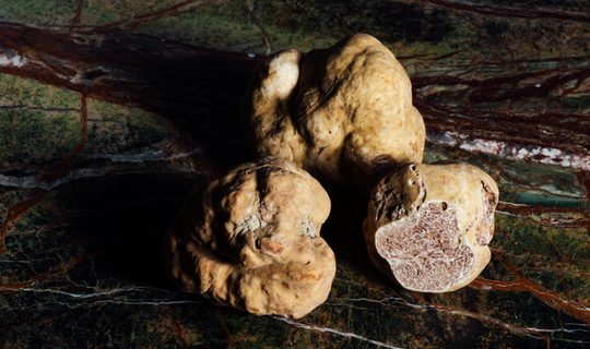 Tartufo bianco 2026: fiere di Alba, San Miniato e Acqualagna e dove dormire
