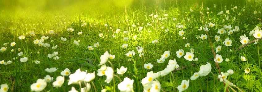 la celebración del primero de mayo en una granja