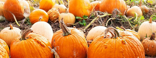 ponte ognissanti e halloween in agriturismo 2023