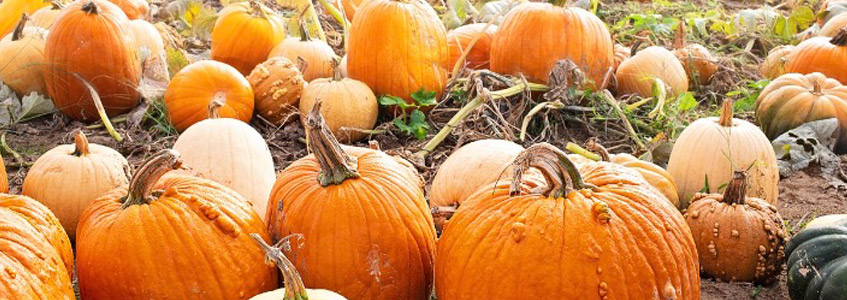 banner Halloween On A Farm Houses