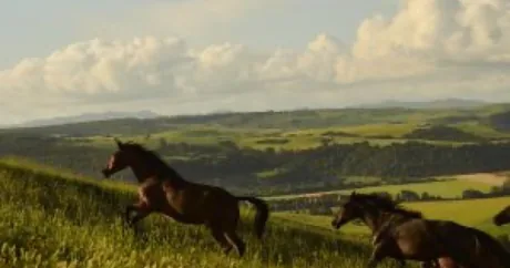 Reiten