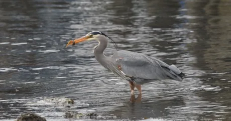 Vogelbeobachtung