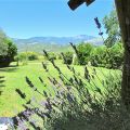 Piccoli (Smaller size) (6)