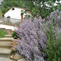 LIMONE (3)