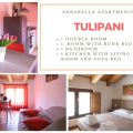Tulipani (1)