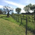 la Porcilaia (5)