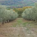 Forno (2)