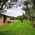 OLIVO (1)