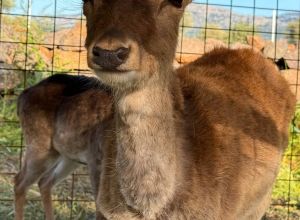 Descrizione delle stanze 1