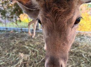 Descrizione delle stanze 4