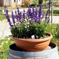 LAVANDA (1)