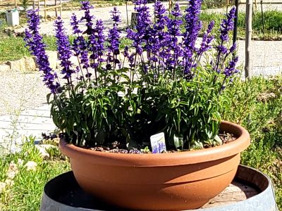 LAVANDA