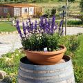 LAVANDA (4)