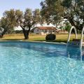 Olivella  (1)