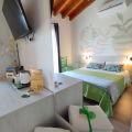 Olivella  (6)