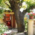 capriolo (6)