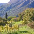 LA VECCHIA QUERCIA (1)