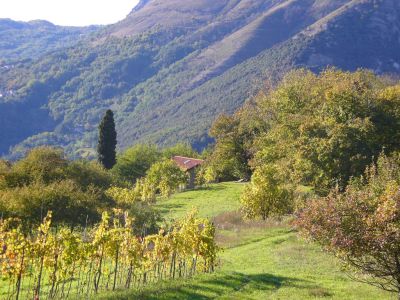 LA VECCHIA QUERCIA