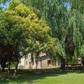 Quercia (8)
