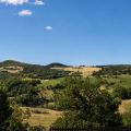Ciliegio (6)