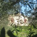 L'"oliveto" n.7-8-9-10 (1)