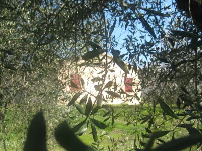 L'"oliveto" n.7-8-9-10