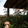 LOCATION ARANCIO (1)